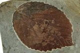 Fossil Leaf (Davidia) - Montana #305941-1